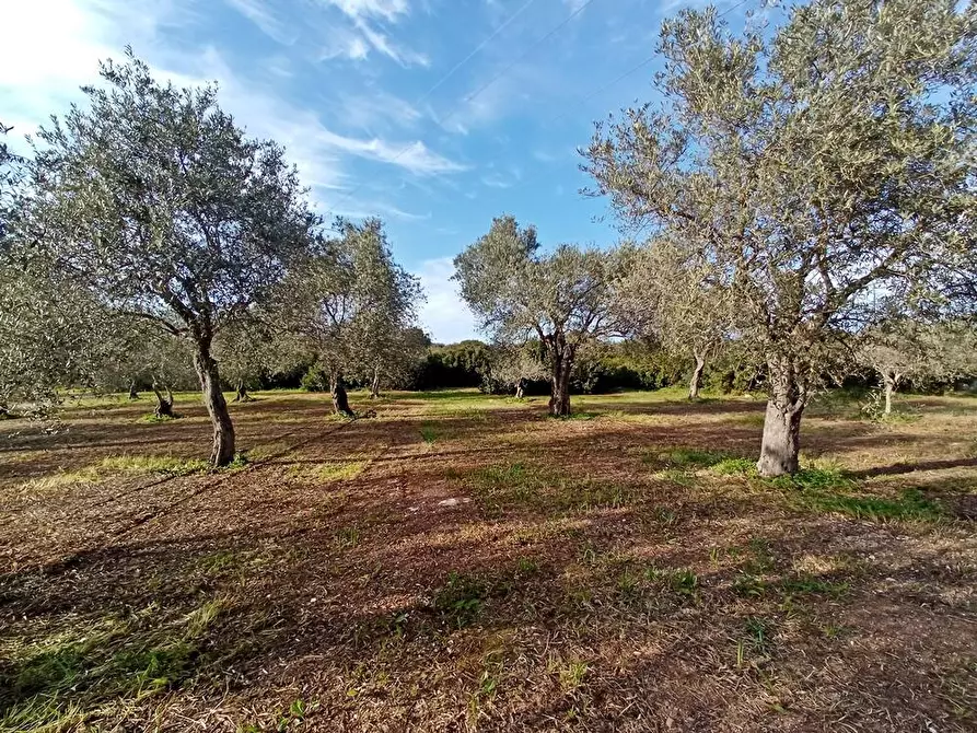 Immagine 7 di Terreno agricolo in vendita  in Str. bancali - argentiera  112 a Sassari