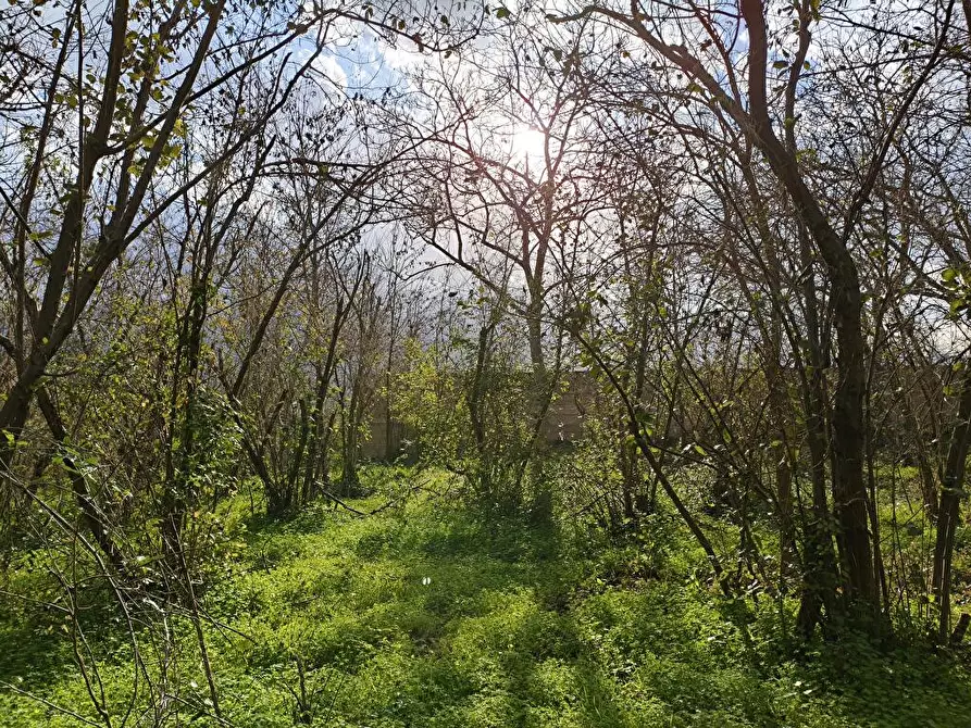 Immagine 3 di Terreno agricolo in vendita  in Via Traversa San Marco 1 a Sarno