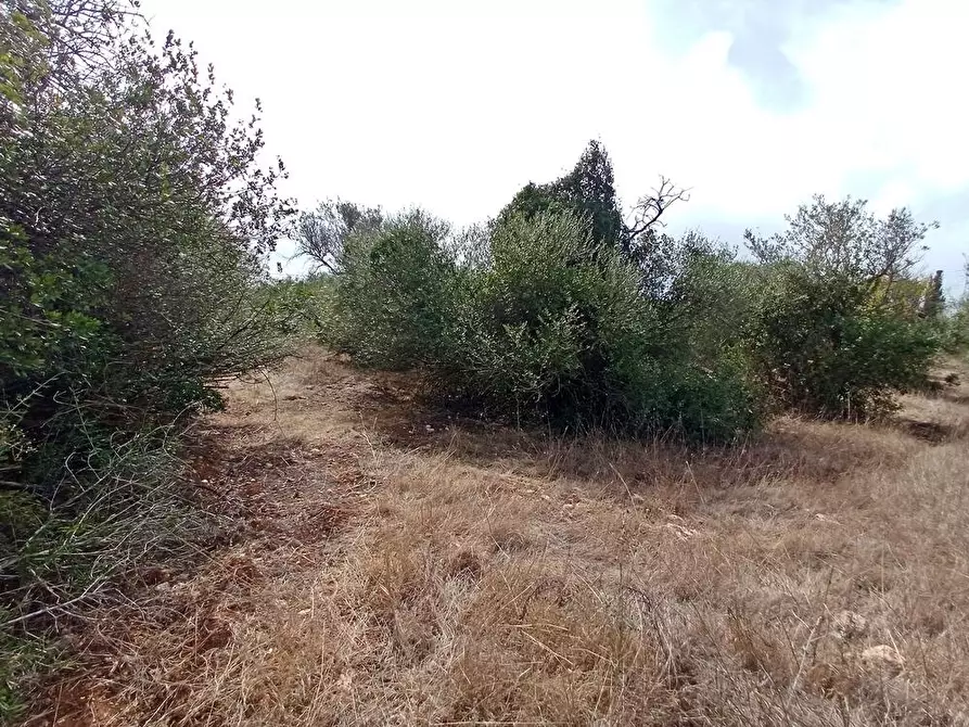 Immagine 6 di Terreno agricolo in vendita  in Li Curuneddi Tronco B snc a Sassari
