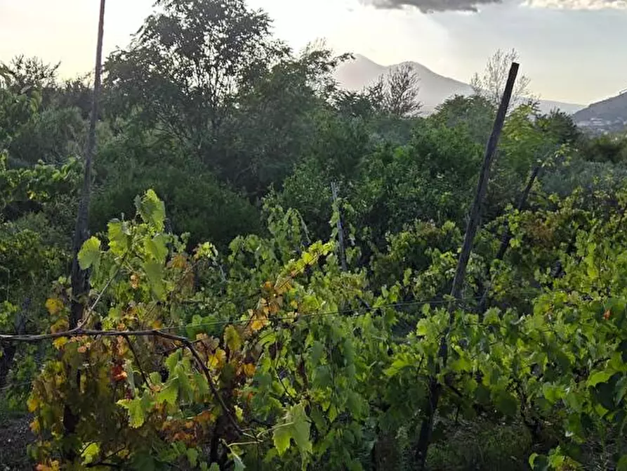 Immagine 1 di Terreno agricolo in vendita  in Via Sant'Eramo 1 a Sarno