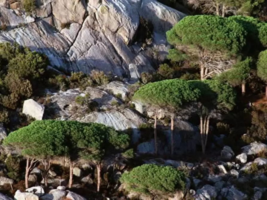 Immagine 6 di Abitazione tipica in affitto  a Monteverdi Marittimo