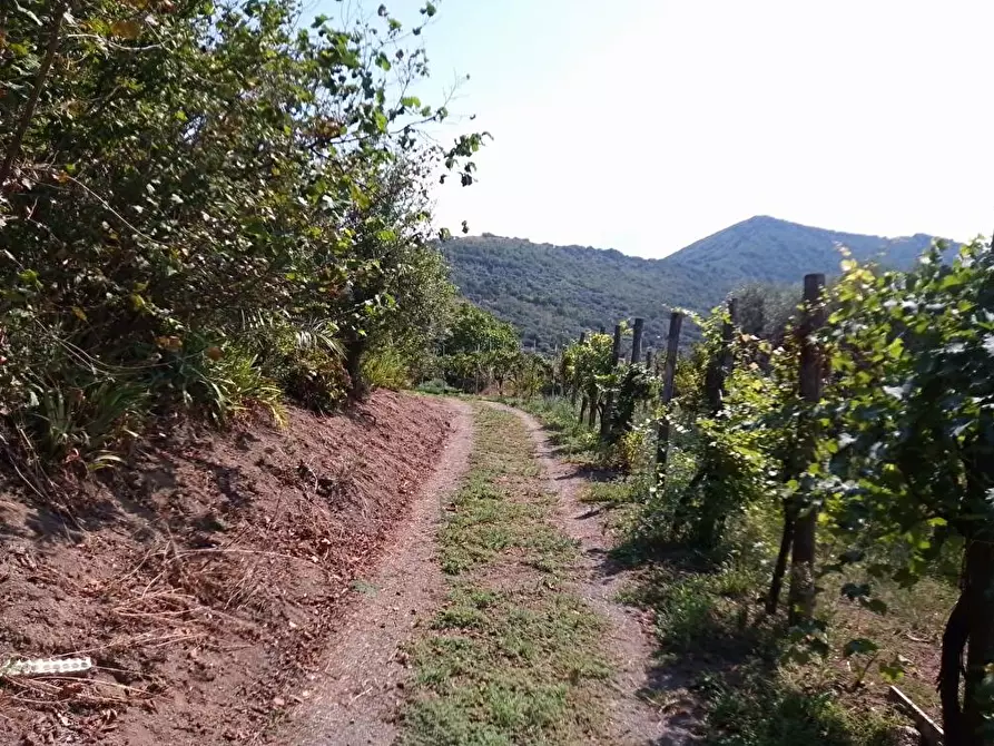 Immagine 2 di Terreno agricolo in vendita  in Via Villa Venere 1 a Sarno