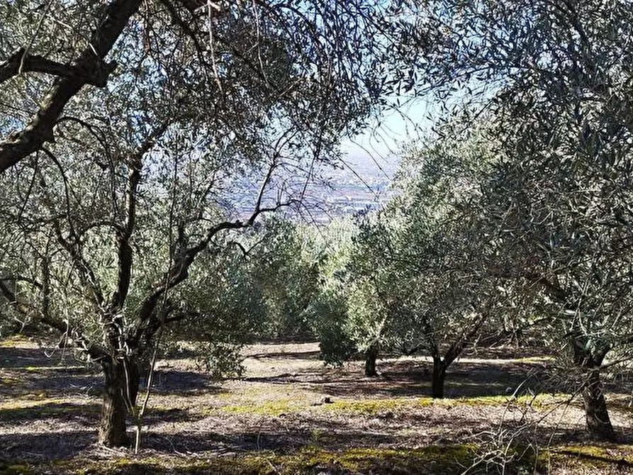 Immagine 6 di Terreno agricolo in vendita  in Via Calabrici 1 a Sarno