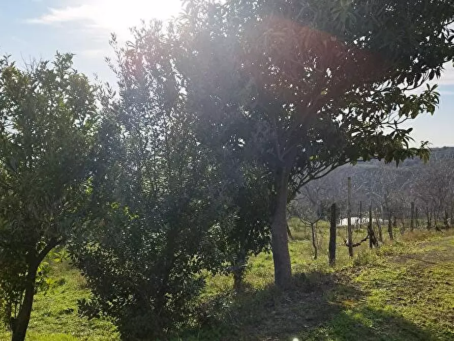 Immagine 2 di Terreno agricolo in vendita  in Via Bracigliano 1 a Sarno