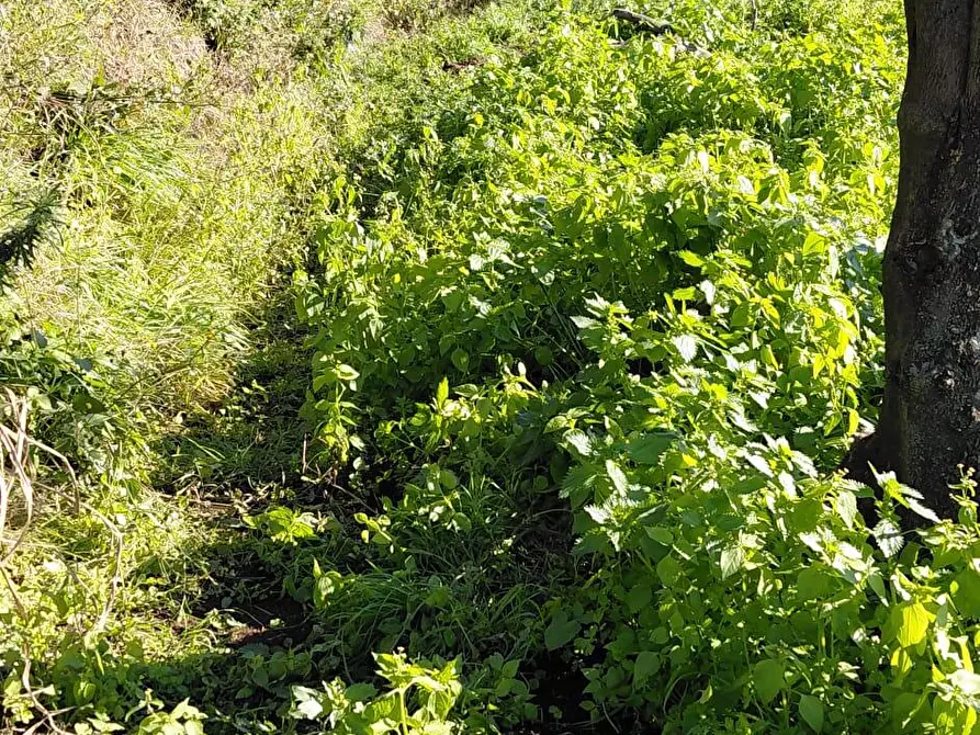 terreno agricolo in vendita a Sarno