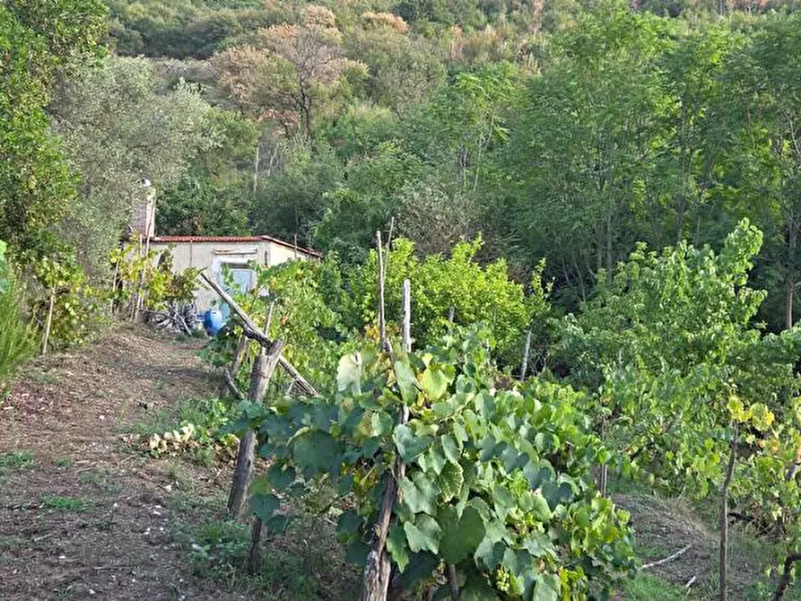Immagine 2 di Terreno agricolo in vendita  in Via Sant'Eramo 1 a Sarno