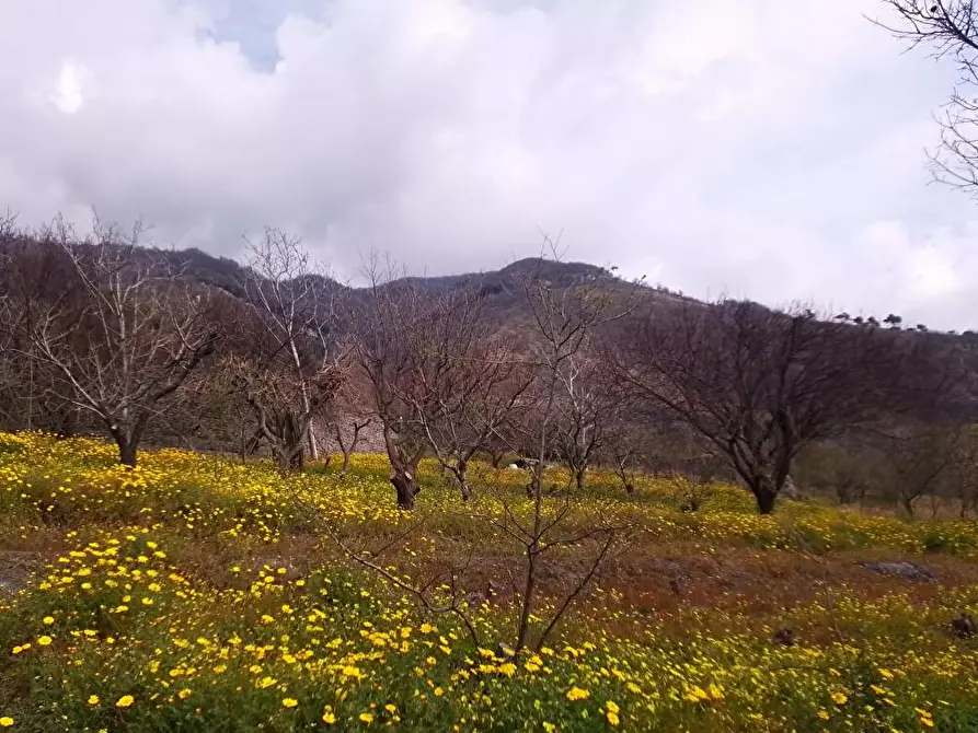 Immagine 1 di Terreno agricolo in vendita  in Via Bracigliano 1 a Sarno