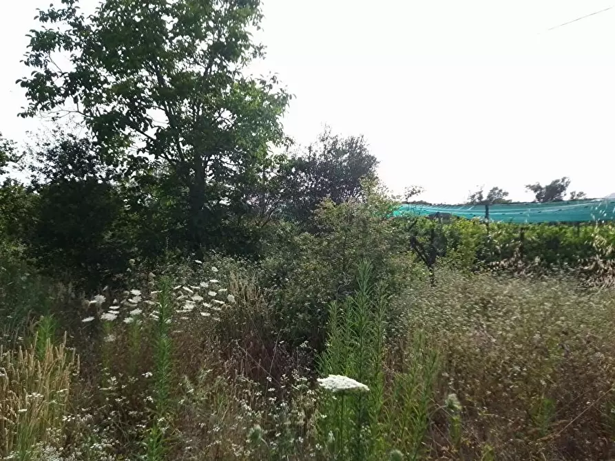 Immagine 6 di Terreno agricolo in vendita  in Via Sant'Eramo 10 a Sarno