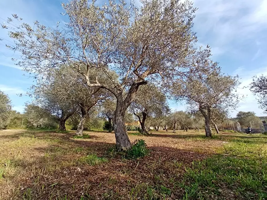 Immagine 9 di Terreno agricolo in vendita  in Str. bancali - argentiera  112 a Sassari