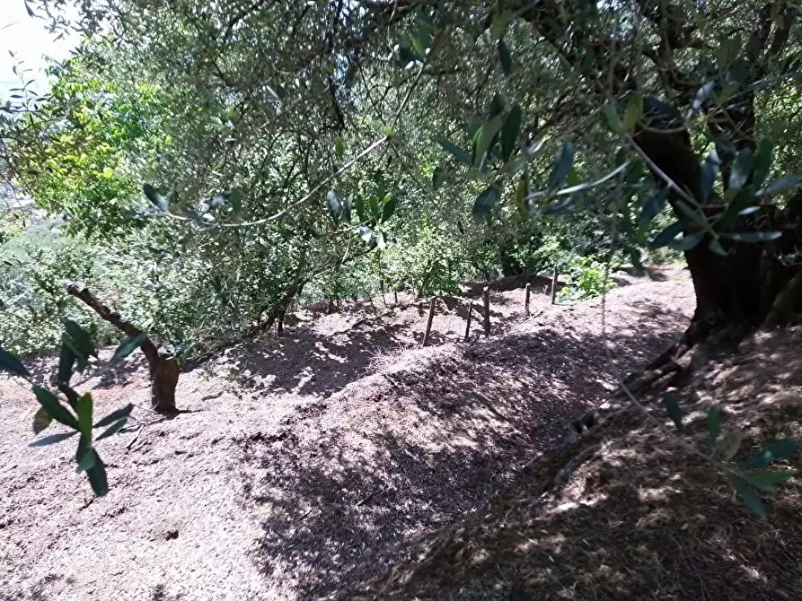 Immagine 3 di Terreno agricolo in vendita  in Via Pirillo 1 a Sarno