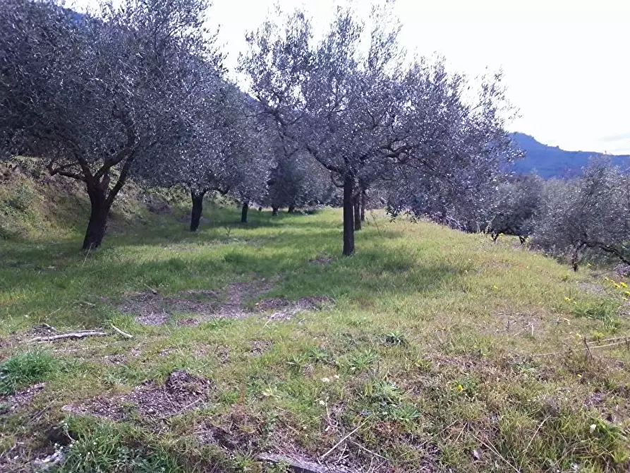 Immagine 5 di Terreno agricolo in vendita  in Episcopio 1 a Sarno