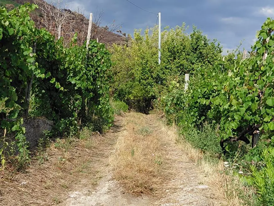 Immagine 4 di Terreno agricolo in vendita  in Via Bracigliano 1 a Sarno