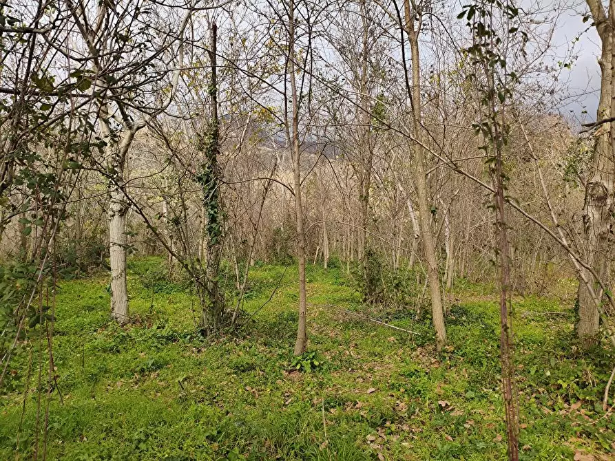 Immagine 6 di Terreno agricolo in vendita  in Via Traversa San Marco 1 a Sarno