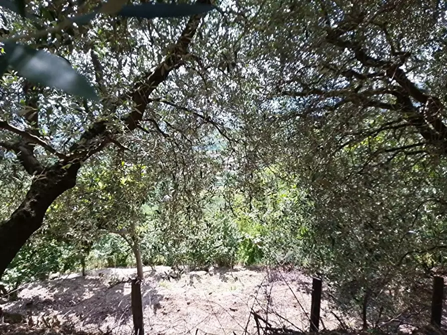Immagine 2 di Terreno agricolo in vendita  in Via Pirillo 1 a Sarno