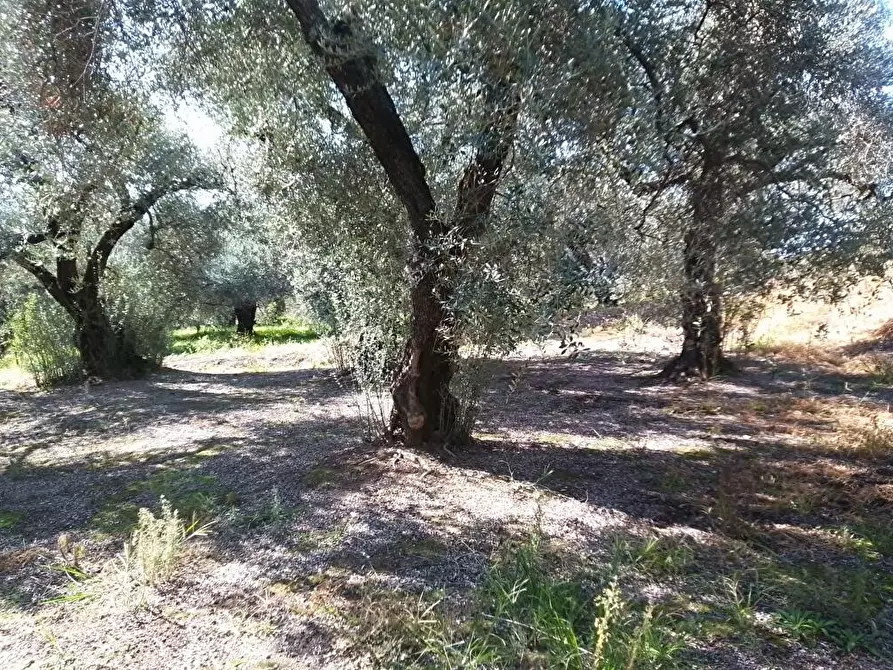 Immagine 4 di Terreno agricolo in vendita  in Via Sant'Eramo 1 a Sarno