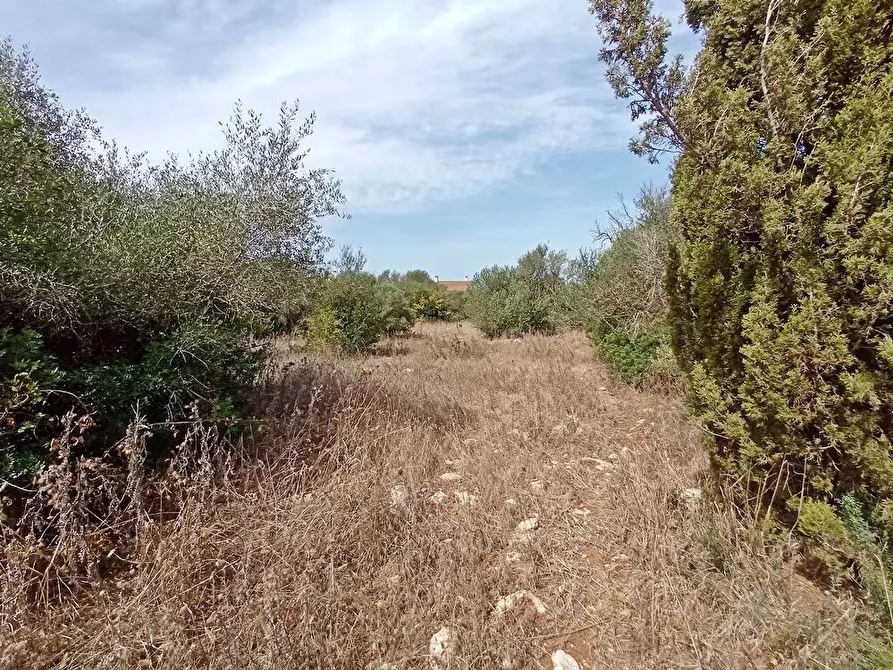 Immagine 5 di Terreno agricolo in vendita  in Li Curuneddi Tronco B snc a Sassari