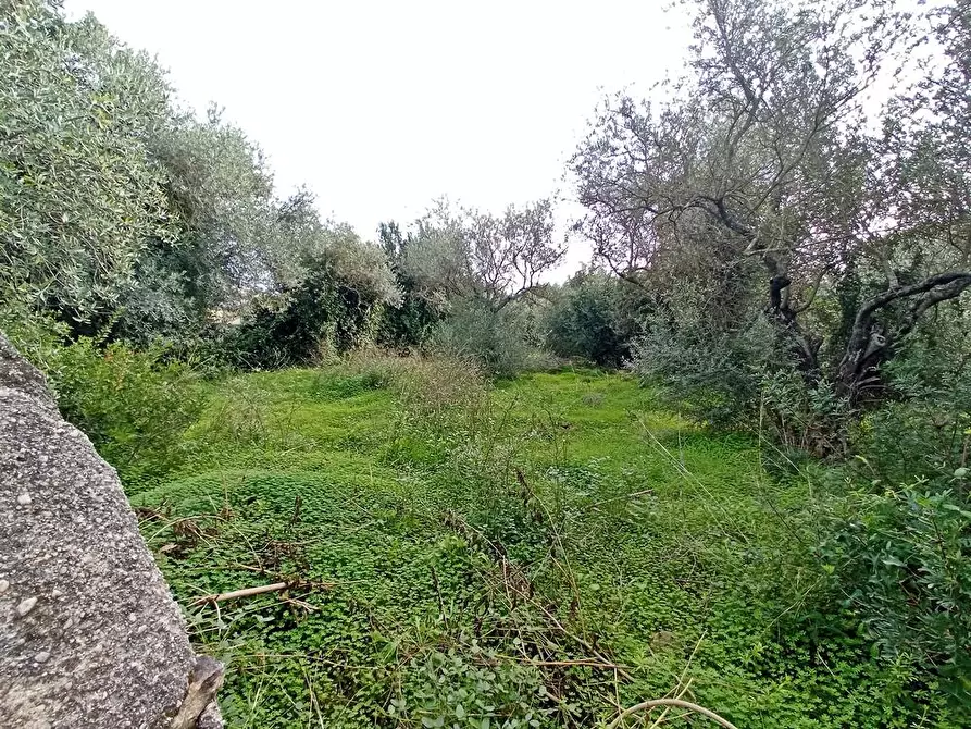 Immagine 5 di Terreno agricolo in vendita  in SV Taniga Baldella snc a Sassari