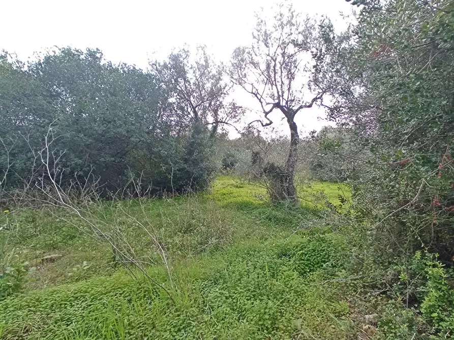 Immagine 4 di Terreno agricolo in vendita  in SV Taniga Baldella snc a Sassari