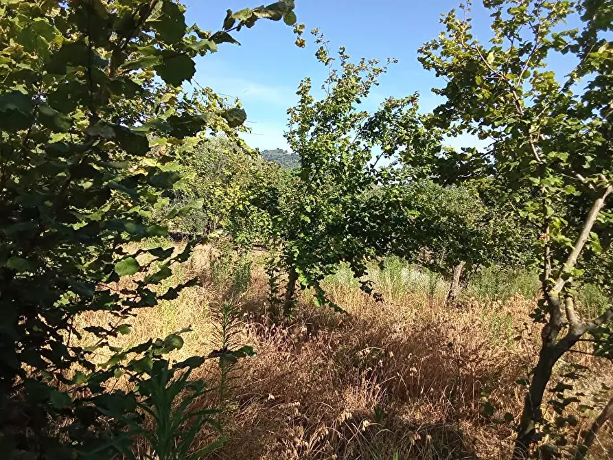 Immagine 3 di Terreno agricolo in vendita  in Via San Vito 1 a Sarno