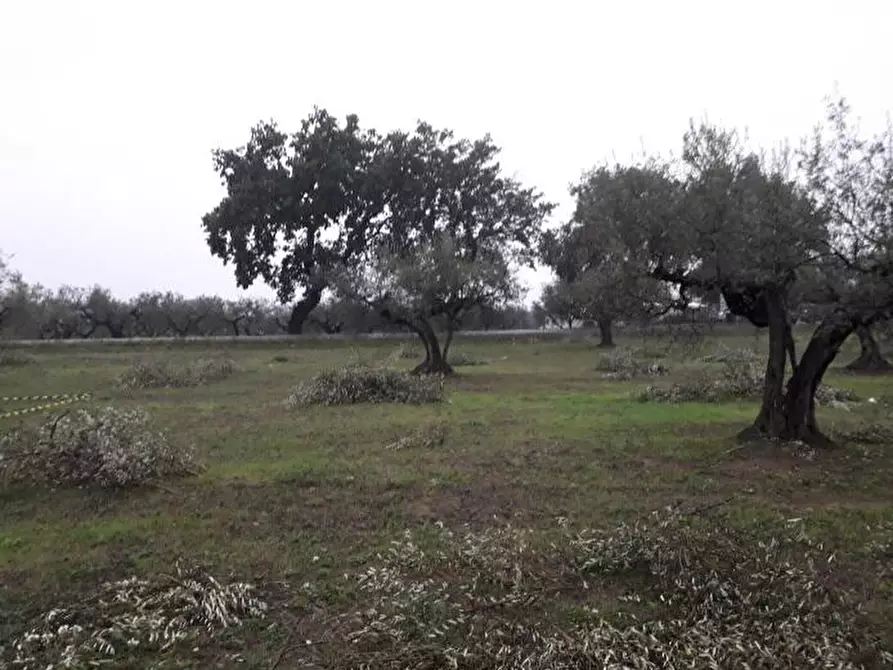 Immagine 10 di Terreno edificabile in vendita  in Via Faresi a Cepagatti