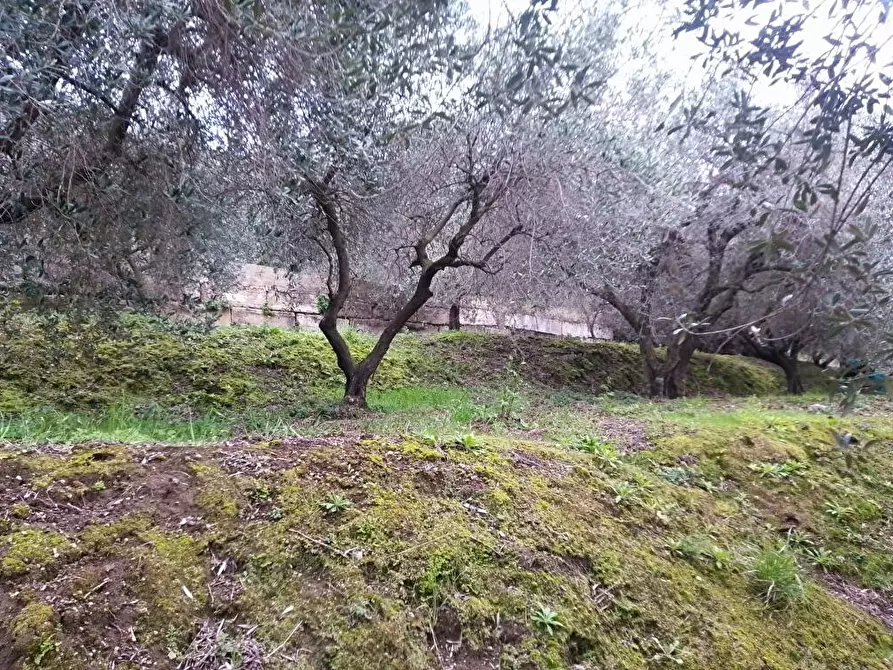 Immagine 3 di Terreno agricolo in vendita  in Via S.Eramo 10 a Sarno
