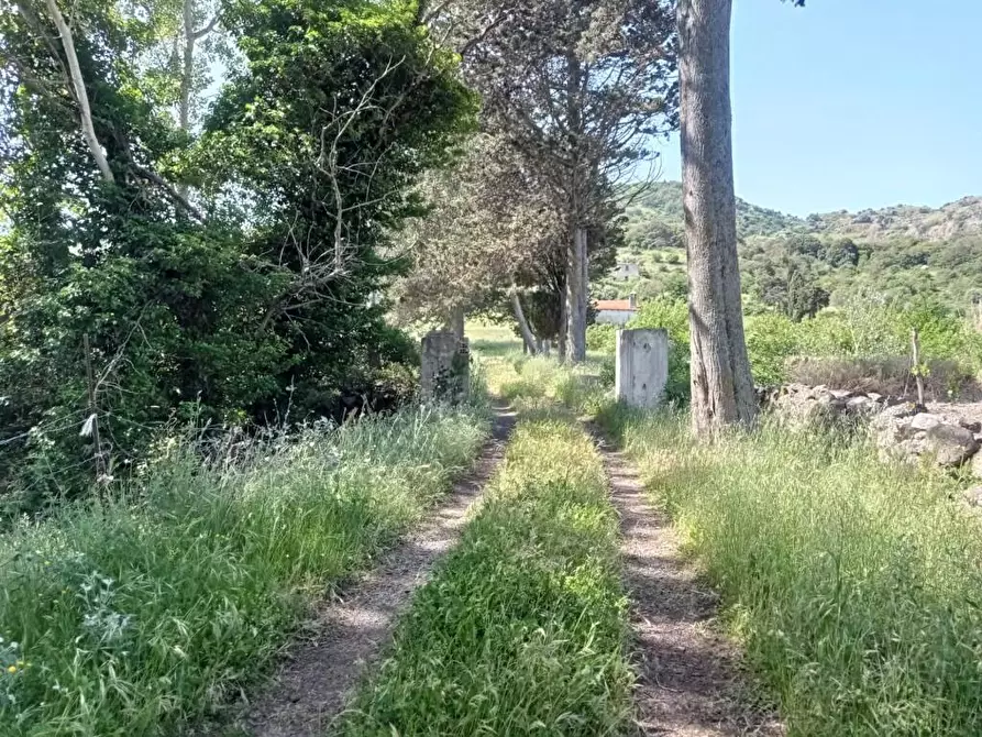 Immagine 2 di Terreno agricolo in vendita  in Matta e Padru snc a Bonorva