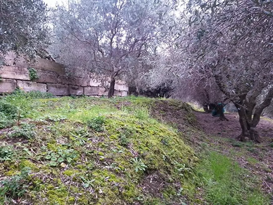 Immagine 1 di Terreno agricolo in vendita  in Via S.Eramo 10 a Sarno