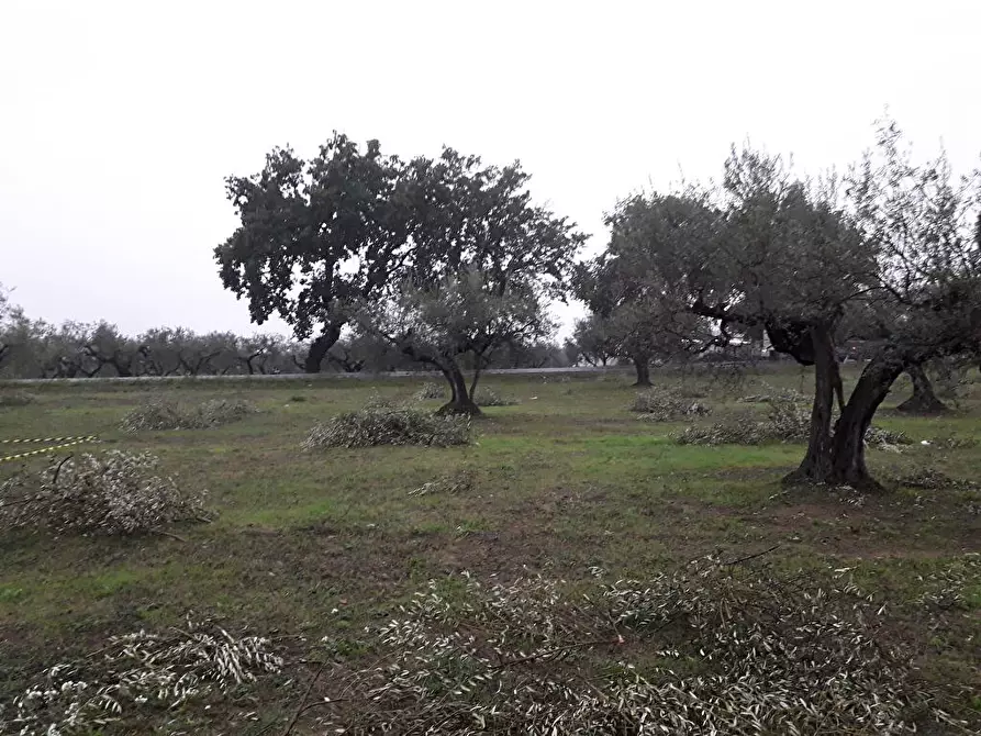 Immagine 13 di Terreno edificabile in vendita  in Via Faresi a Cepagatti