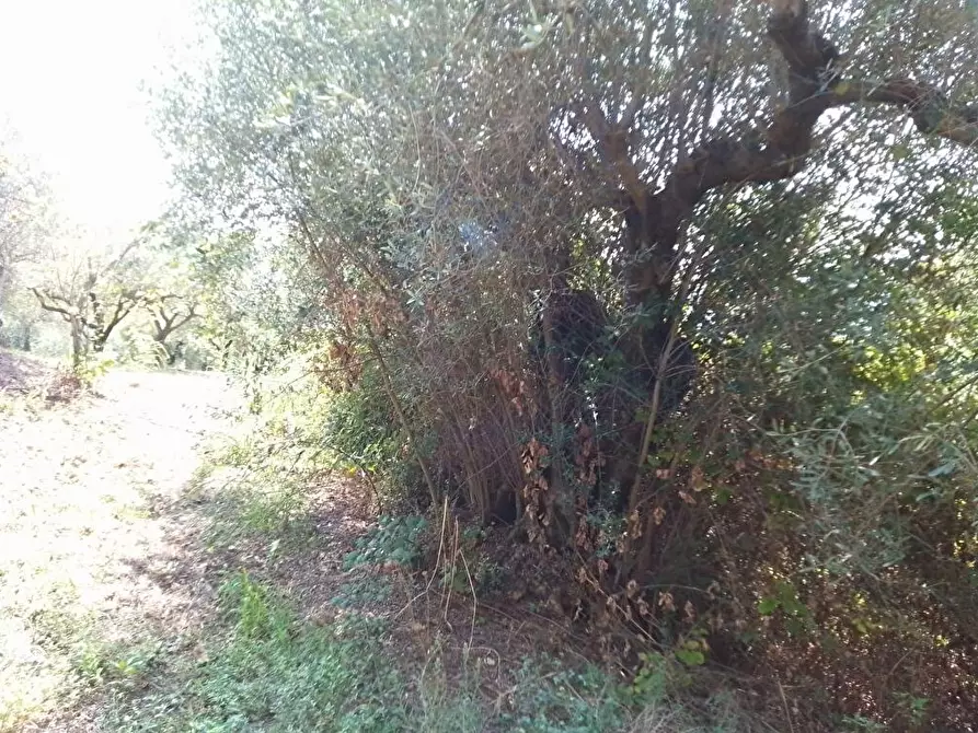 Immagine 3 di Terreno agricolo in vendita  in Via Villa Venere 1 a Sarno