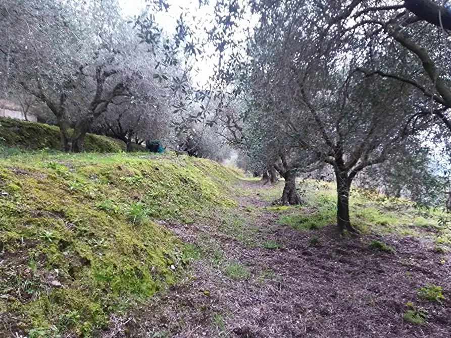 Immagine 4 di Terreno agricolo in vendita  in Via S.Eramo 10 a Sarno