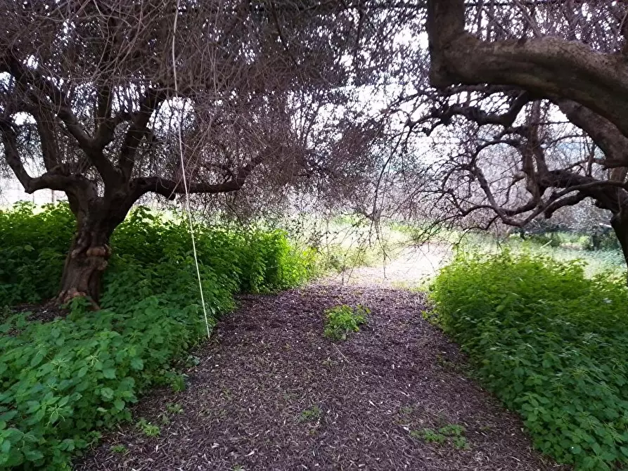 Immagine 3 di Terreno agricolo in vendita  in Via S.Vito 101 a Sarno