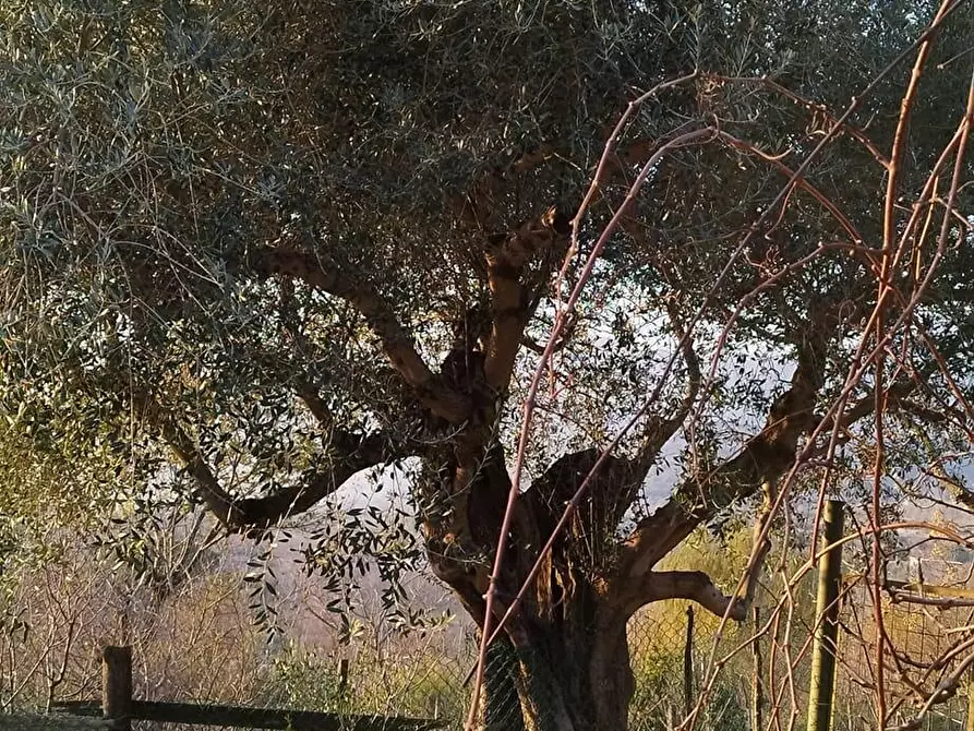 Immagine 5 di Terreno agricolo in vendita  in Via Sant'Eramo 10 a Sarno
