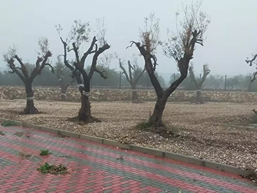 Immagine 1 di Agriturismo in vendita  in contrada Fra Diavolo cs a Cassano Delle Murge