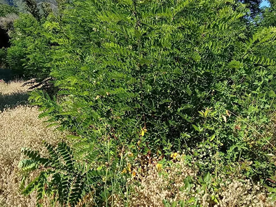 Immagine 2 di Terreno agricolo in vendita  in Via San Vito 1 a Sarno