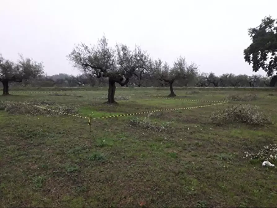 Immagine 2 di Terreno edificabile in vendita  in Via Faresi a Cepagatti
