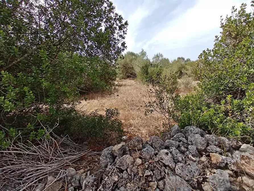 Immagine 10 di Terreno agricolo in vendita  in Li Curuneddi Tronco B snc a Sassari