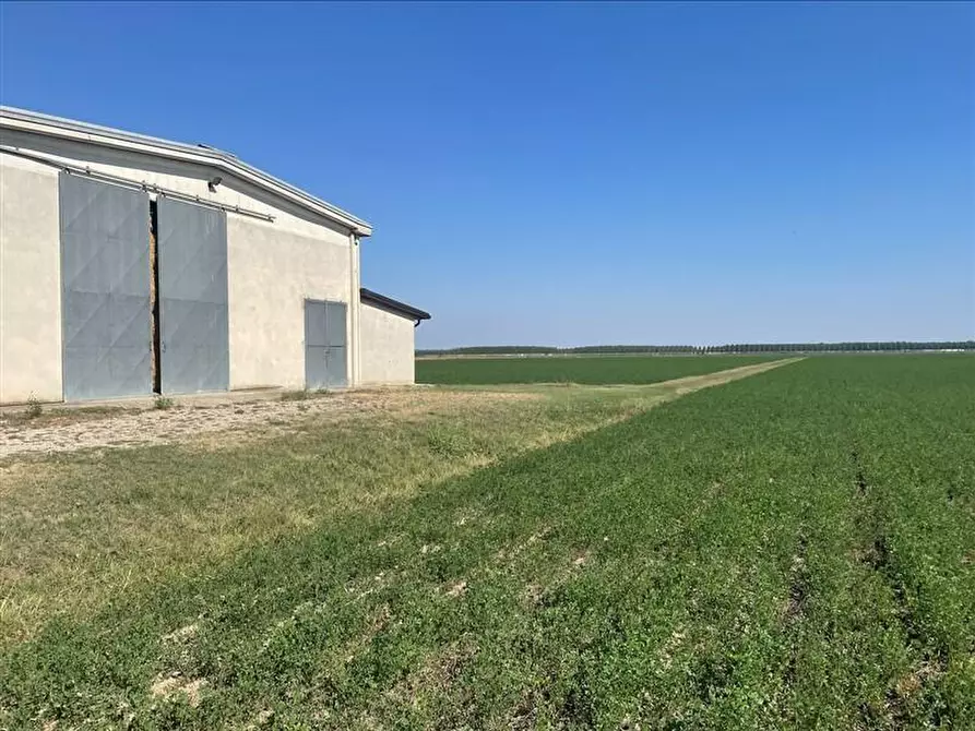 Immagine 2 di Terreno agricolo in vendita  in torricella a Sissa Trecasali