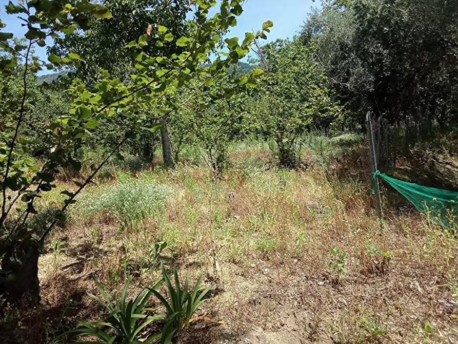 Immagine 2 di Terreno agricolo in vendita  in Via Sant'Eramo 1 a Sarno