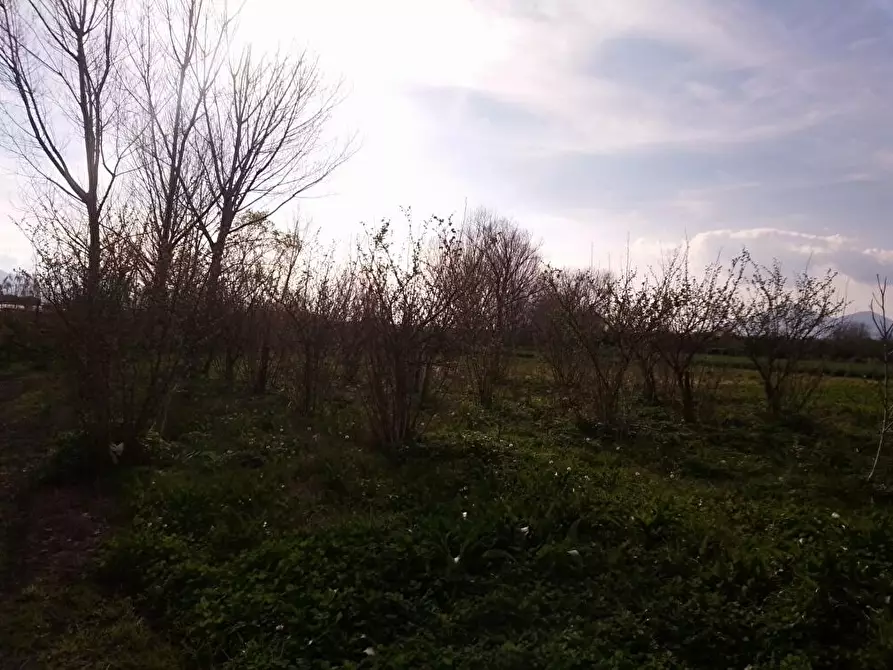 Immagine 4 di Terreno agricolo in vendita  in Via Masseria Pigliuocco 1 a Sarno