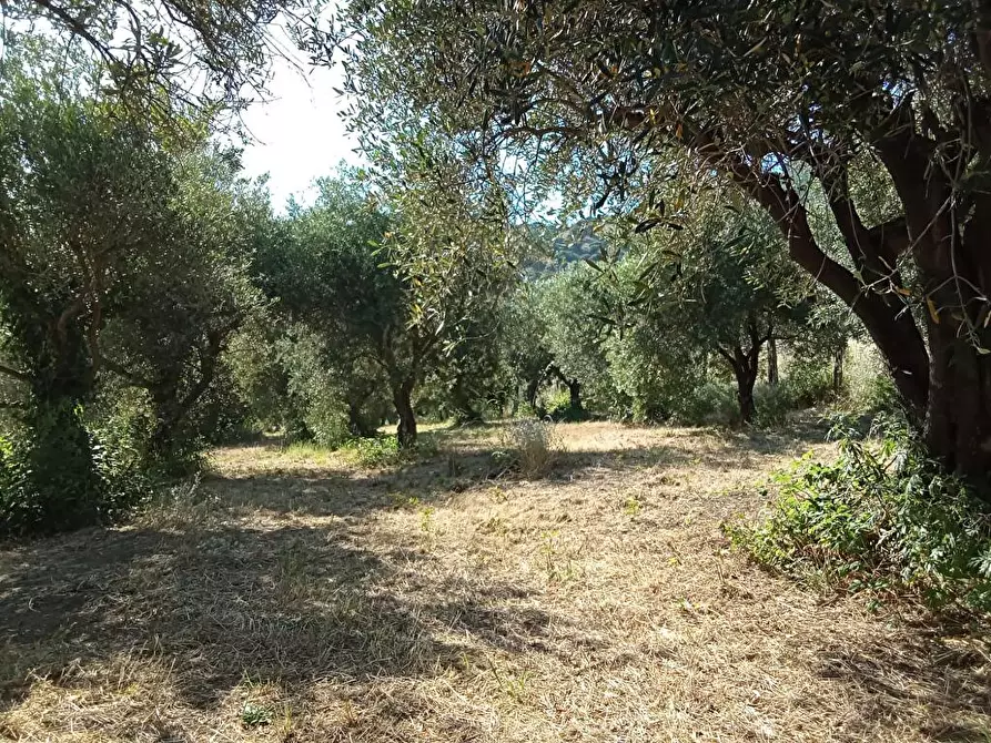 Immagine 1 di Terreno agricolo in vendita  in Via Bracigliano 1 a Sarno