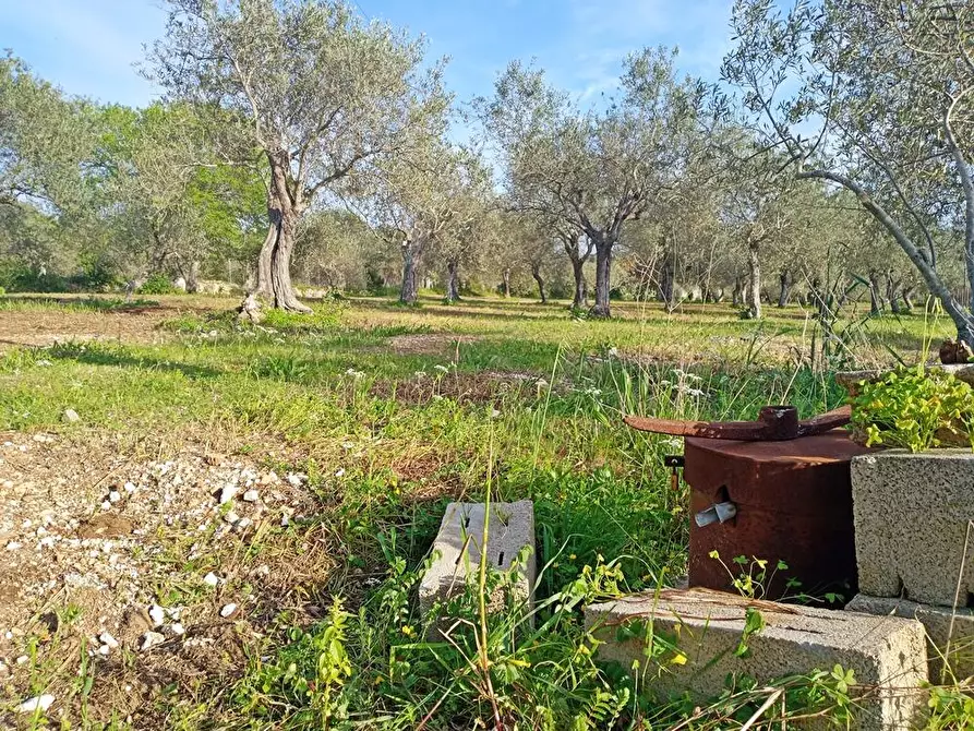 Immagine 10 di Terreno agricolo in vendita  in Str. bancali - argentiera  112 a Sassari