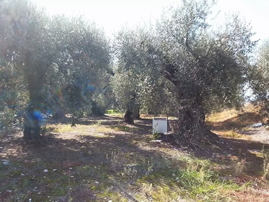 Immagine 5 di Terreno agricolo in vendita  in Via Sant'Eramo 1 a Sarno
