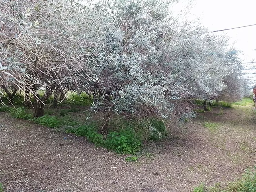 Immagine 5 di Terreno agricolo in vendita  in Via S.Vito 101 a Sarno