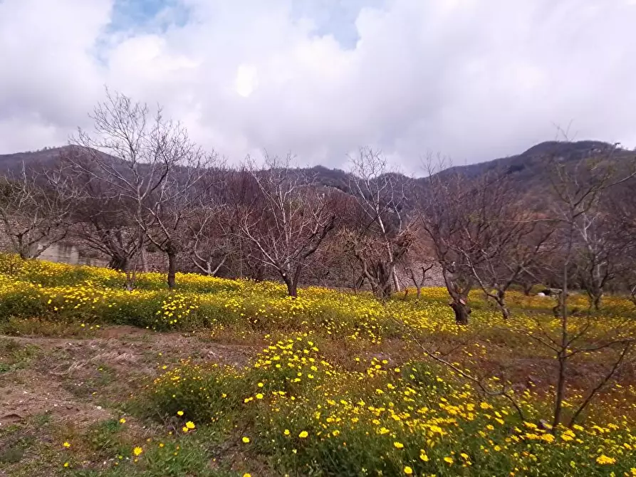 Immagine 2 di Terreno agricolo in vendita  in Via Bracigliano 1 a Sarno