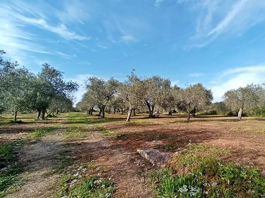 Immagine 3 di Terreno agricolo in vendita  in Str. bancali - argentiera  112 a Sassari