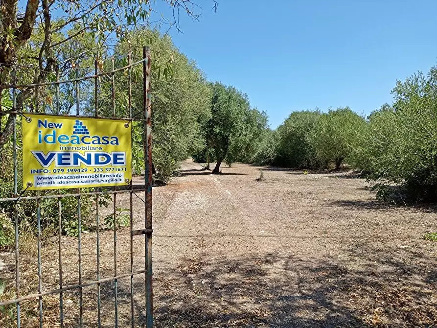 Immagine 3 di Casa colonica in vendita  in SV Pietro d'Ottava 130 a Sassari