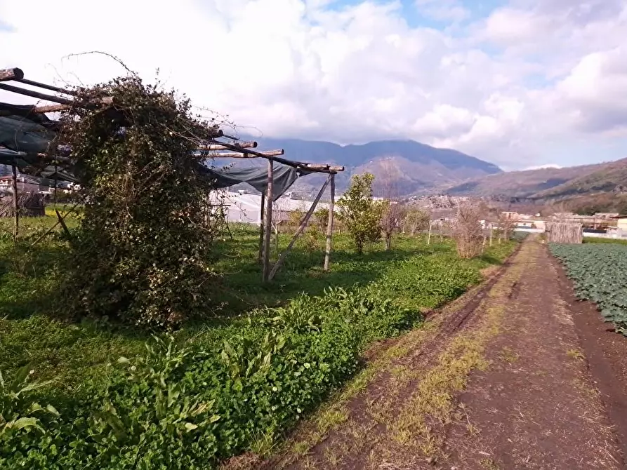Immagine 6 di Terreno agricolo in vendita  in Via Masseria Pigliuocco 1 a Sarno