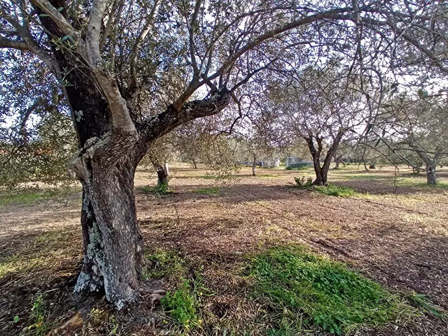 Immagine 8 di Terreno agricolo in vendita  in Str. bancali - argentiera  112 a Sassari