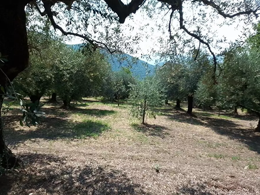Immagine 5 di Terreno agricolo in vendita  in Via Villa Venere 1 a Sarno