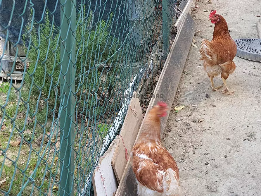 Immagine 16 di Villetta a schiera in vendita  in VIA DELLE BEGONIE a Ascoli Piceno